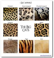 Abe S Animals Big Cat Fur Pattern Profile In 2020 Big Cats Big Cat Print Big House Cats