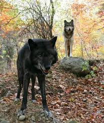 Pin On Clean Furries Art Wolves