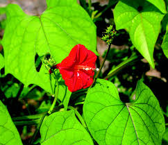 Image result for Ipomoea hederifolia