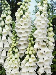 Foxglove flowers in pots seamless pattern. Digitalis Snow Thimble Bluestone Perennials