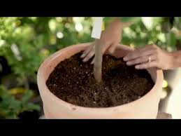 Lemon trees (citrus limon) grow well in pots, especially in sunny and warm rooms indoors. Growing Citrus In Containers With Kathleen Youtube