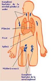 Modified by maria victoria gonzaga, from ed uthman, cc by 2.0. Cand Trebuie SÄƒ Te Ingrijoreze Ganglionii InflamaÅ£i