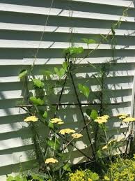 Check spelling or type a new query. Diy Trellis Ideas How To Make A Trellis For Plant Support