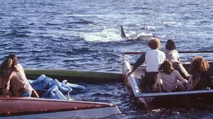 Jaws 2 | TNTdrama.com