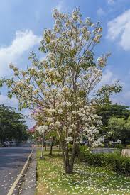 Image result for Tabebuia heterophylla
