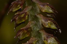 Image result for Bulbophyllum encephalodes