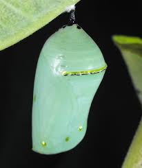 The Monarch Butterfly Chrysalis Is A Perfect Example Of Form And Function Many Chrysalids Of Differ Butterfly Chrysalis Butterfly Metamorphosis Butterfly Pupa