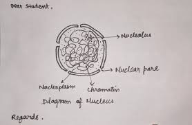 Please Draw A Well Labelled Diagram Of Nucleus Please Expert S Answer It Today Only As It Is Very Important Science Transportation In Animals And Plants 14421007 Meritnation Com In cell biology, the nucleus (pl. please draw a well labelled diagram of