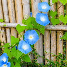 Morning Glory 'Heavenly Blue' Plants For Sale | The Growers Exchange