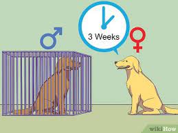 3 Ways To Calm A Male Dog When A Female Is In Heat Wikihow