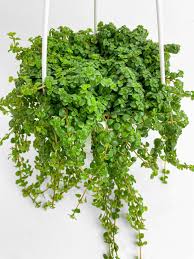 Image result for Pilea johnstonii