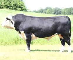 Black And White Cow Breeds Uk Black Hereford Cattle Hereford Cattle Cattle Hereford
