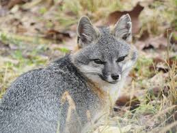 The gray fox (urocyon cinereoargenteus), or grey fox, is a carnivorous mammal of the family canidae, widespread throughout northern and central america. Geotripper Why I Always Have A Camera Our Campus Gray Fox