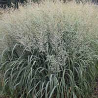 Image result for Panicum eickii