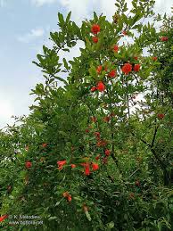 Image result for Punicaceae