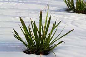 Image result for Stylochaeton tortispathus