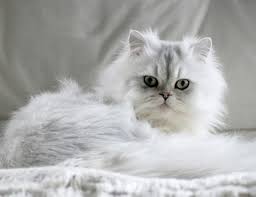 Free for commercial use no attribution required high quality images. Top 10 Long Haired Cat Breeds Holidogtimes