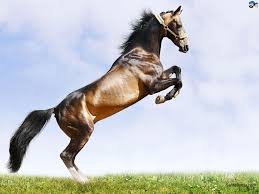 Image result for HORSE