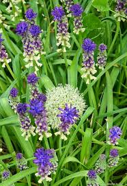 Image result for foto moud Forsterův