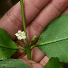 Image result for Pyrostria