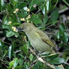 Image result for Scutia myrtina