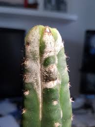 This is a small video of a night blooming cactus that was shot at 5:30 am in early august. Peruvian Torch What Is Wrong Album On Imgur