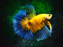 We are very happy to see you here at the. Betta Fish Characteristics Types Care And More
