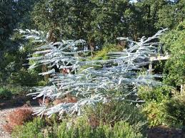 Brighterblooms.com has been visited by 10k+ users in the past month Eucalyptus Pulverulenta Baby Blue Eucalyptus Baby Florist Silver Dollar Plant Lust