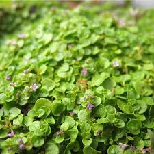 Growing herbs in your kitchen herb garden brings year around color, texture and fragrance. Corsican Mint For Sale Online The Greenhouse