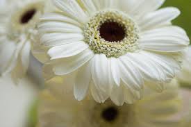 Which flowers mean love, hope, healing, and good luck? Microscopy Of White Gerbera Daisies World Under Microscope