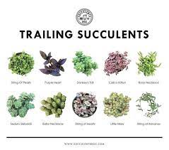 Free Printable 11 Succulent Collections Planting Succulents Hanging Succulents Plants