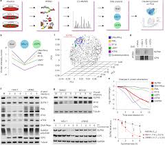 Check spelling or type a new query. Comparative Proteomics Identifies Schlafen 5 Slfn5 As A Herpes Simplex Virus Restriction Factor That Suppresses Viral Transcription Nature Microbiology