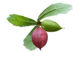 Image result for Burseraceae