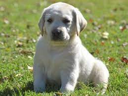 It's not known how the mutts made it onto the field (air bud. English Labrador Puppies Texas Labradors Dallas Labradors Zarate Labradors English Labrador Labrador Puppy Labrador