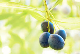 O Wie Olive Alles Uber Oliven
