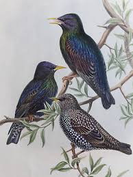 Original "Persian Starling" from the Birds of Asia by John Gould