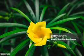 Image result for Cascabela