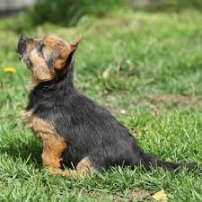 Bis in die 60er jahre wurden. Norwich Terrier Breed Information Characteristics Heath Problems Dogzone Com