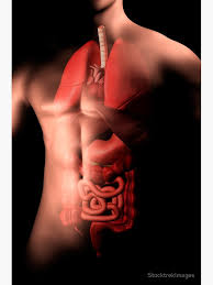 Male human anatomy internal organs. Male Body With Internal Organs Greeting Card By Stocktrekimages Redbubble