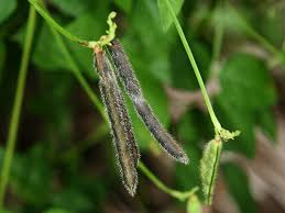 Image result for Vigna luteola