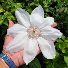 Butterfly attracting plants, cut flower plants, hummingbird plants, pollinator plants, ornamental seed or fruit, plants that attract birds, rabbit resistant plants, ornamental vines, cottage garden. Clematis Henryi Buy Clematis Perennials Online
