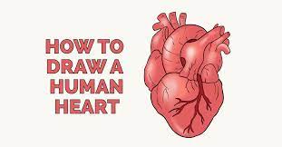 How To Draw A Human Heart Really Easy Drawing Tutorial Heart Drawing Human Heart Drawing Tutorial Easy