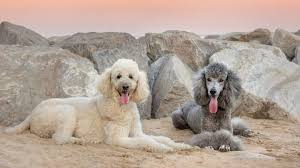 Image result for poodle