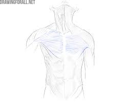 Enjoy a selection of illustrations, sketches, model sheets and tutorials by various artists, collected by character design references™ and shown here for educational and inspirational anatomy drawing of abdomen and torso muscles muscles of torso, abdomen. Torso Muscles Anatomy