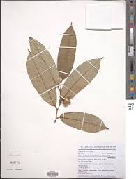 Image result for Monanthotaxis ferruginea