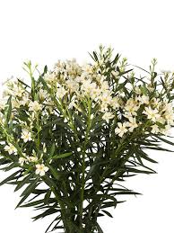 Rund ums mittelmeer sind wild wachsende oleander vor allen in feuchten und regelmäßig überschwemmten flussauen oleander blüht bis in den herbst hinein. Weissen Oleander In 60cm Hohe Hier Online Bestellen