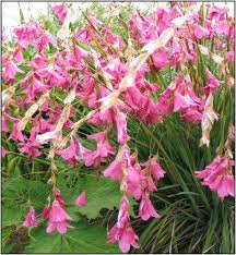 Image result for Dierama densiflorum