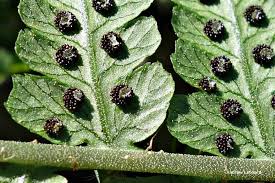 Image result for Christella dentata