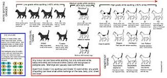 How to tell how old a kitten is and when do cats open their eyes? Bicolor Cat Wikipedia