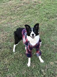 Maybe you would like to learn more about one of these? Psbattle This Dog Wearing A Flannel Shirt Photoshopbattles